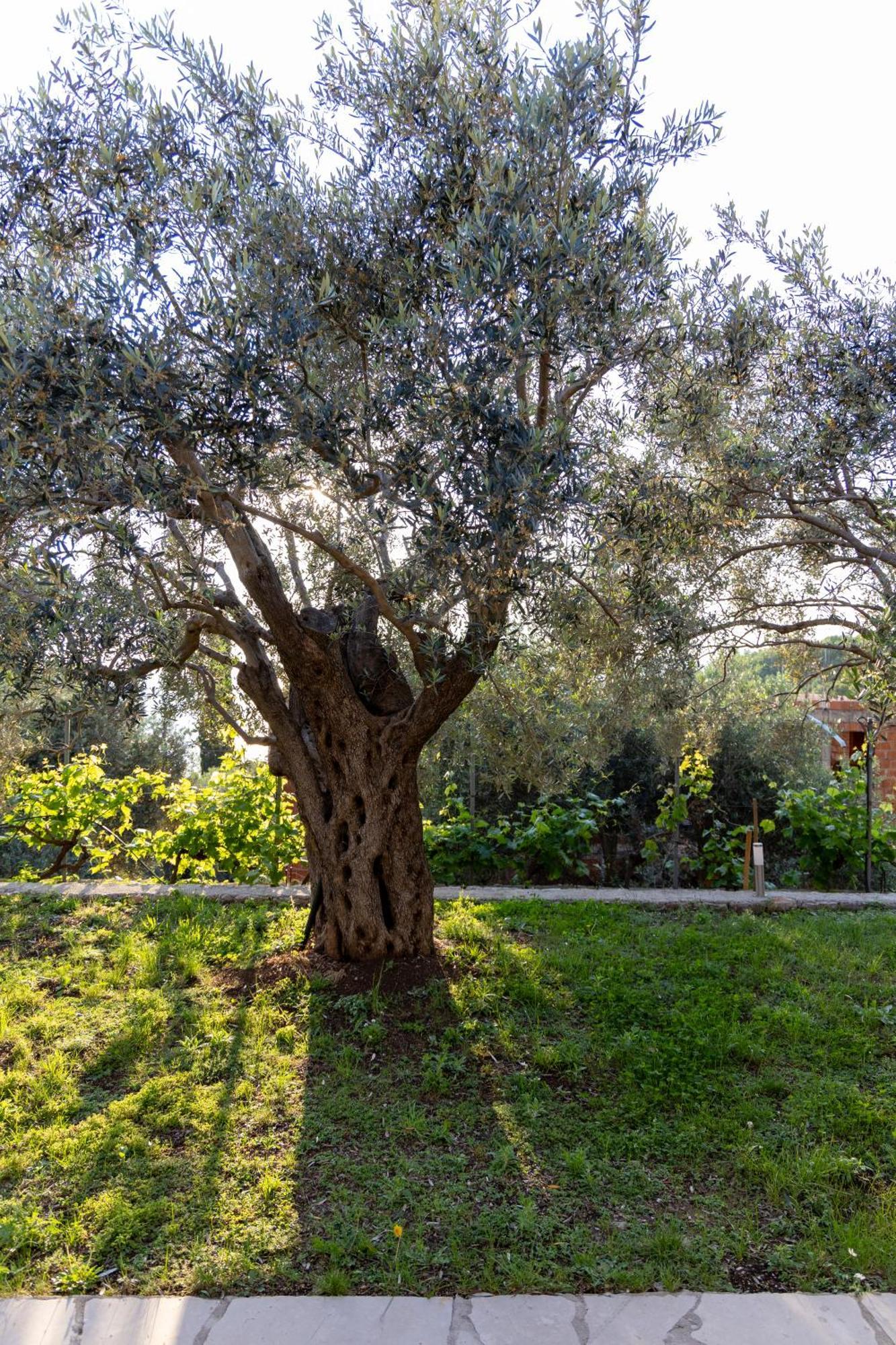 Residence Vukovic, Rezevici Εξωτερικό φωτογραφία